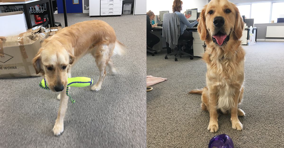 Dogs at the Guide Dog Training Centre in Atherton enjoying KONG's toys